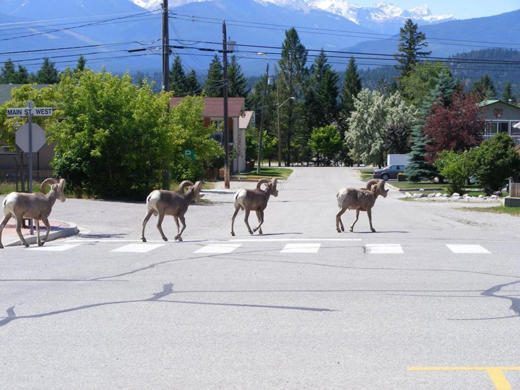 Mountain View Radium - Copper Horn Village Appartement